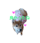 柴犬 やんちゃそらくん！（個別スタンプ：19）