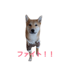 柴犬 やんちゃそらくん！（個別スタンプ：20）