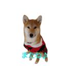 柴犬 やんちゃそらくん！（個別スタンプ：21）