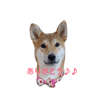 柴犬 やんちゃそらくん！（個別スタンプ：22）