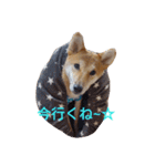 柴犬 やんちゃそらくん！（個別スタンプ：23）