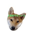 柴犬 やんちゃそらくん！（個別スタンプ：24）