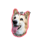 コーギー犬 りっくん（個別スタンプ：2）