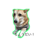 コーギー犬 りっくん（個別スタンプ：3）