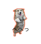 コーギー犬 りっくん（個別スタンプ：4）
