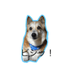 コーギー犬 りっくん（個別スタンプ：5）