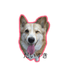 コーギー犬 りっくん（個別スタンプ：6）