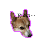 コーギー犬 りっくん（個別スタンプ：7）