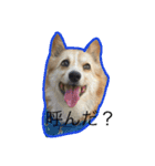 コーギー犬 りっくん（個別スタンプ：8）