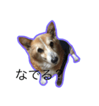 コーギー犬 りっくん（個別スタンプ：9）