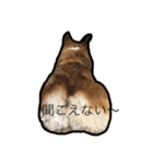 コーギー犬 りっくん（個別スタンプ：10）