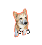 コーギー犬 りっくん（個別スタンプ：11）