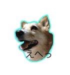 コーギー犬 りっくん（個別スタンプ：12）