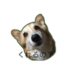 コーギー犬 りっくん（個別スタンプ：13）