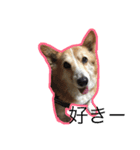 コーギー犬 りっくん（個別スタンプ：14）