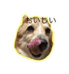 コーギー犬 りっくん（個別スタンプ：15）