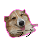 コーギー犬 りっくん（個別スタンプ：16）