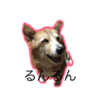 コーギー犬 りっくん（個別スタンプ：17）