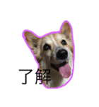コーギー犬 りっくん（個別スタンプ：18）