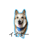 コーギー犬 りっくん（個別スタンプ：19）