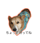 コーギー犬 りっくん（個別スタンプ：20）
