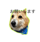 コーギー犬 りっくん（個別スタンプ：21）