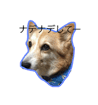 コーギー犬 りっくん（個別スタンプ：22）