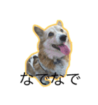 コーギー犬 りっくん（個別スタンプ：23）