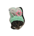 ふわもふうさねこ（個別スタンプ：3）