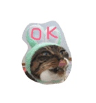 ふわもふうさねこ（個別スタンプ：4）