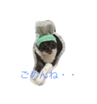 ふわもふうさねこ（個別スタンプ：7）