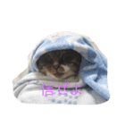 ふわもふうさねこ（個別スタンプ：9）