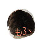 ふわもふうさねこ（個別スタンプ：10）