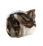 ふわもふうさねこ（個別スタンプ：11）