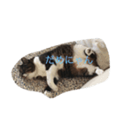 ふわもふうさねこ（個別スタンプ：12）