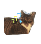 ふわもふうさねこ（個別スタンプ：13）