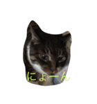 ふわもふうさねこ（個別スタンプ：16）