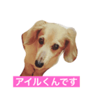 アイルちゃん！（個別スタンプ：1）