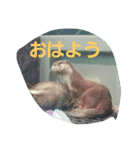 海の動物スタンプdesu（個別スタンプ：3）