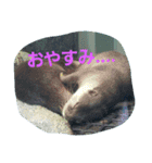 海の動物スタンプdesu（個別スタンプ：4）