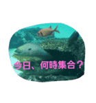 海の動物スタンプdesu（個別スタンプ：5）