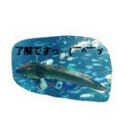 海の動物スタンプdesu（個別スタンプ：7）