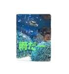 海の動物スタンプdesu（個別スタンプ：8）