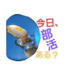 海の動物スタンプdesu（個別スタンプ：9）