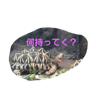 海の動物スタンプdesu（個別スタンプ：13）
