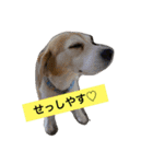 ビーグル犬マウちゃん2（個別スタンプ：1）