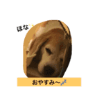 ビーグル犬マウちゃん2（個別スタンプ：2）