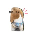 ビーグル犬マウちゃん2（個別スタンプ：3）