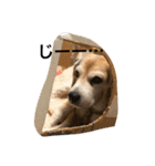 ビーグル犬マウちゃん2（個別スタンプ：4）