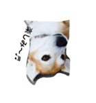 ビーグル犬マウちゃん2（個別スタンプ：5）